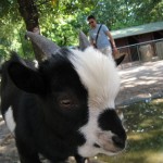 L'est pas choupinou Belzébuth?