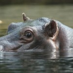 Hippo furtif