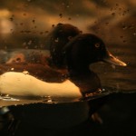 Ha ça je sais, c'est un aigle!