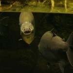 Un poisson dont j'ai oublié le nom