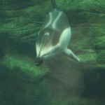 Des dauphins de je ne sais plus quoi
