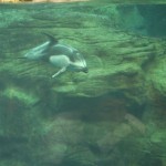 Des dauphins de je ne sais plus quoi