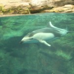 Des dauphins de je ne sais plus quoi