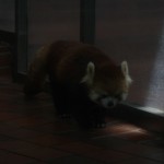 Un panda roux