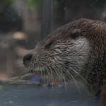 Une loutre géante