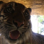 Un tigre un peu benêt