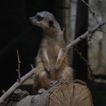 Un suricate