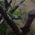 Gecko
