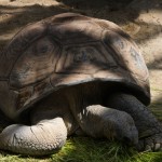 Tortue géniale