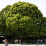 Temple Meiji