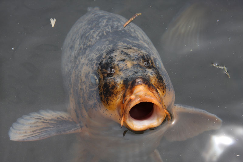 Carpe du Jardin Taiyuin