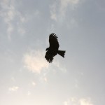 Un zoli aigle