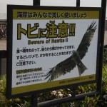 Les oiseaux, plus qu'un film: une réalité