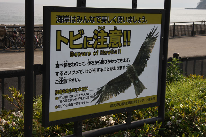 Les oiseaux, plus qu'un film: une réalité