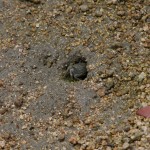 Un crabe