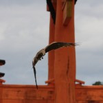 Un aigle