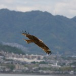 Un aigle