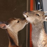 Donc la mère de Bambi a un amant japonais