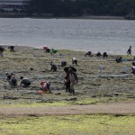 A marée basse, tous les vieux du coin viennent pêcher
