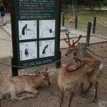 Comme à Miyajima les daims sont sacrés