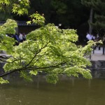 Jardin du Todaji-ji