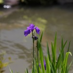 Jardin du Kinkaku-ji