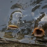 Des carpes dans les jardins du Kinkaku-ji