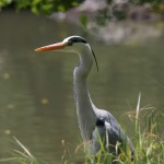 Un héron dans les jardins du Kinkaku-ji