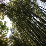 La forêt de bambous