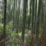 La forêt de bambous