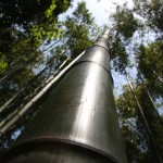 La forêt de bambous