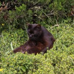 Dur les lendemains de cuite chez les chats