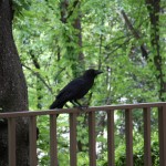 Un vrai corbeau sur une vraie barrière
