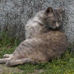 Un chat dans le parc du chateau