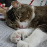 Un chat dormant sous l'autoroute à Dotonbori