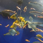 Devinez quoi? des poissons!