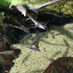 Des piranhas il me se semble