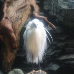 Une danseuse du Lido qui s'est égarée