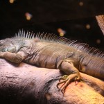 Un iguane