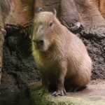Un capibara