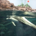 Des dauphins de je ne sais plus quoi