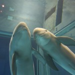 Les très rares dauphins blancs