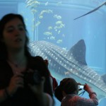 Le requin baleine (au fond)