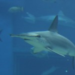 Requin marteau