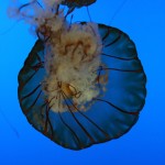 Une méduse