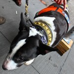 Un bull-terrier en formation pour devenir guide d'aveugle