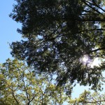 Au frais sous les arbres