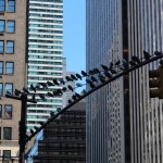 Un gang de rats volants sur un feu