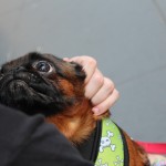 Petit toutou qui réclame des calins!